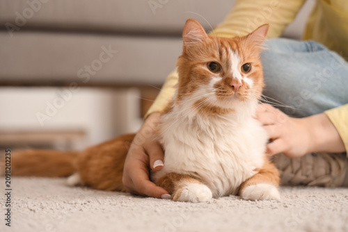 Cute cat with owner lying on carpet at home  closeup
