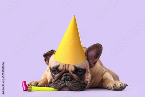 Cute French bulldog in part...