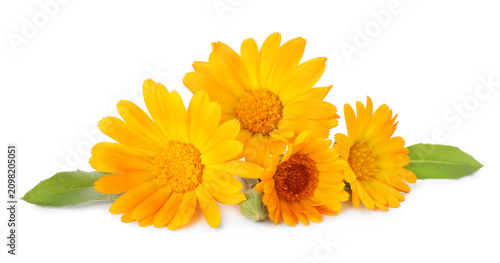 Konstfotografi Many beautiful calendula flowers isolated on white