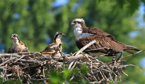 Cuadro en lienzo Mother Osprey with her baby into the nest on a border of Saint Lawrence River, O