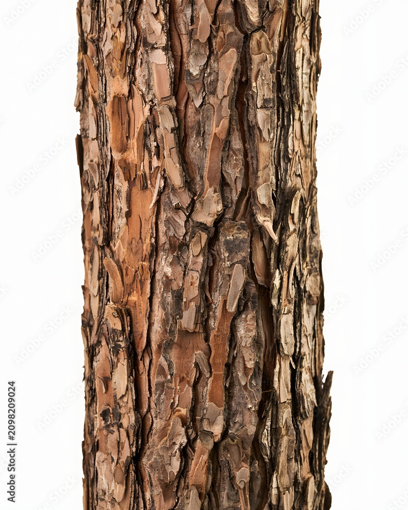Fototapeta premium Tree bark texture, isolated on white background