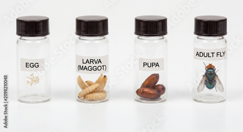 Fly Life Cycle Stages Labeled in Glass Vials: Egg to Adult
