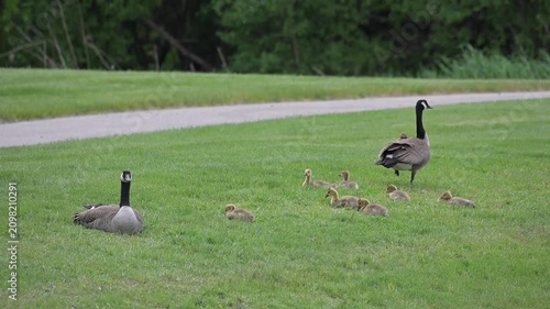 Canada Goose Family by Bike Path