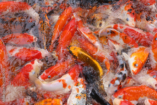 Colorful Koi Fish or Carp Swimming in Clear Water Pool