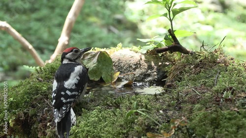 Juvenile Great Spotted Woodpecker Bathing and Drinking in a Forest Water Pool	
