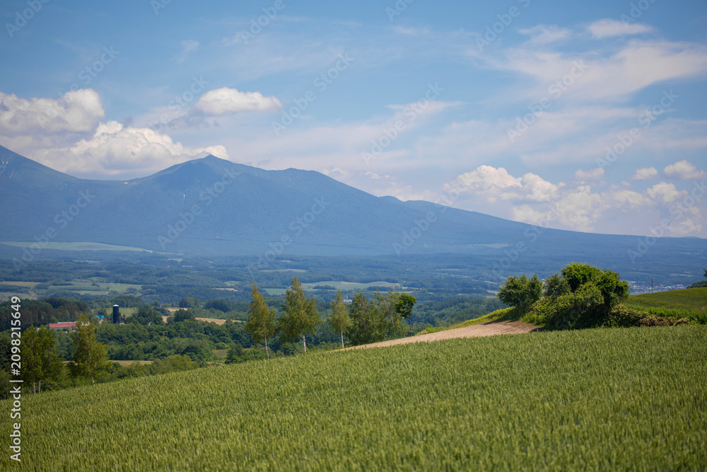 Obraz premium A sunny summer day in Furano, Hokkaido, Japan, in July