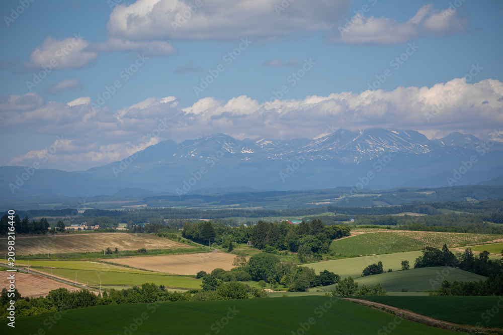 Fototapeta premium A sunny summer day in Furano, Hokkaido, Japan, in July