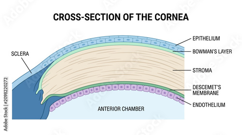 Photos Detailed anatomical illustration of a cross-section of the cornea showing its layers against a white background