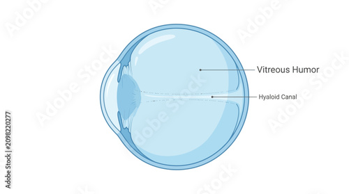 Bild auf Leinwand Anatomical illustration of a human eye with labeled vitreous humor and hyaloid canal against a clean white background