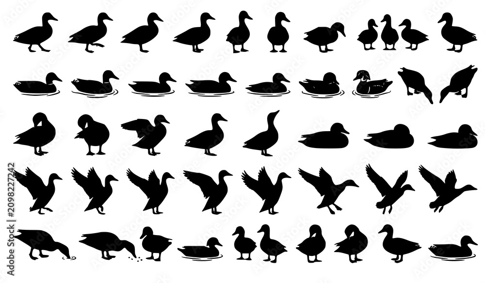 Fototapeta premium Duck Wildlife Silhouette Vector Collection with Standing and Swimming Poses