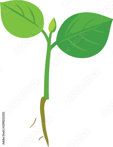 Isolated green seedling wit...