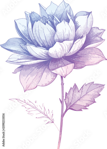 Isolated pastel peony flowe...
