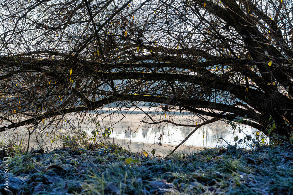 Obraz premium Branches of bushes bending to the ground on the bank of a winter river