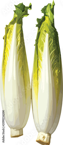 Pair of fresh endive vegeta...