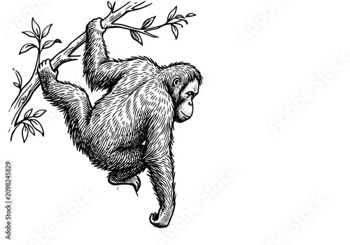 Photography Vintage Orangutan Vector Illustration Hand Drawn Great Ape Rainforest Primate Bl