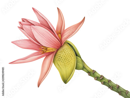 Pink lotus flower with green bud and stem isolated on a transparent background desi