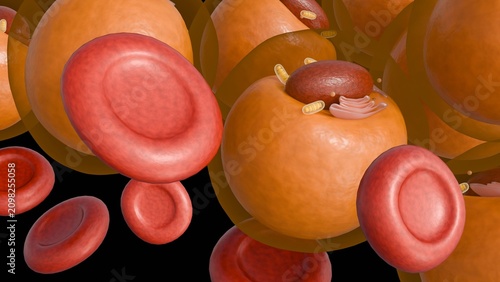 Photos A 3d rendering of erythrocytes and adipose or lipid cells