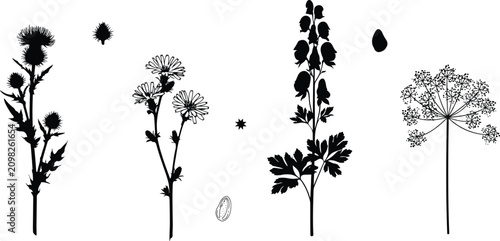 фотографія Botanical Wildflower and Poisonous Plant Black Silhouette Vector Set with Aconit