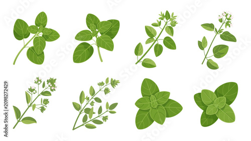Set of colorful clover leaves and flowers illustration Vector