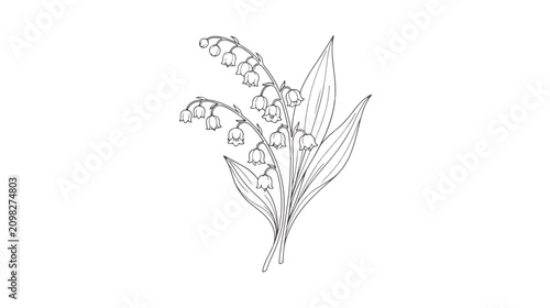 Foto Vintage lily of the valley botanical illustration, hand drawn floral line art ve