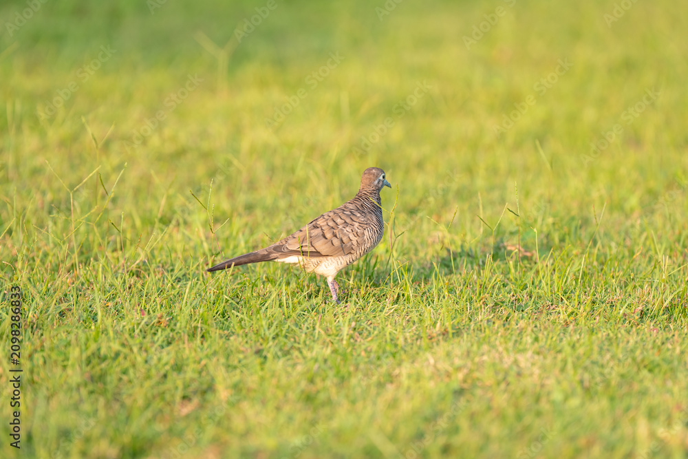 Obraz premium Zebra dove standing on bright green Phu Quoc grass in warm tropical sunlight
