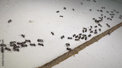 Macro shot of a black ant swarm crawling on a white floor along a dirty crevice, home pest infestation concept