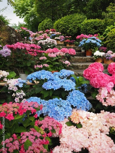 Hakone Gora Park, a tourist spot which allows visitors to spend the day enjoying seasonal flowers