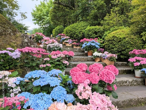 Hakone Gora Park, a tourist spot which allows visitors to spend the day enjoying seasonal flowers