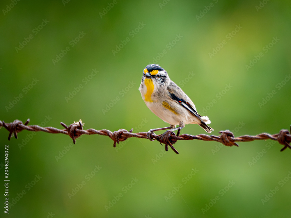 Fototapeta premium A striated Pardalote on a rusty barbed wire fence 