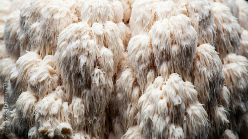 Close-up of Lion's Mane mushroom Hericium erinaceus on natural background