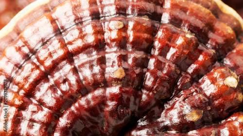 Close-up of Reishi mushroom (Ganoderma lucidum) macro detailed texture and color