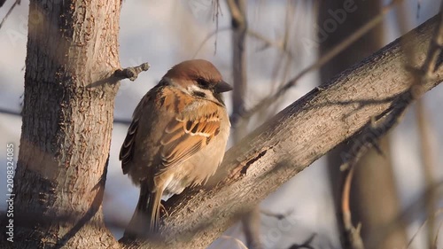 Sparrow sits on a branch and basks in the rays of the evening sun