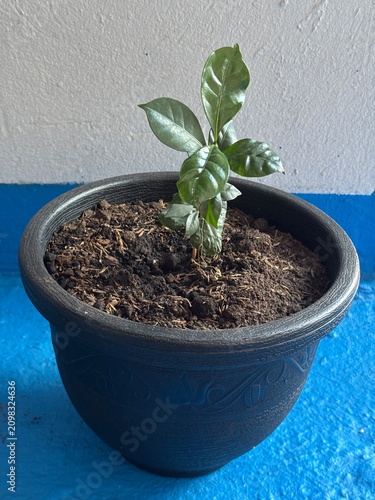 Palo pequeño de café en matera.