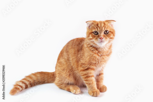 A cute ginger tabby Scottish Fold kitten on white background.