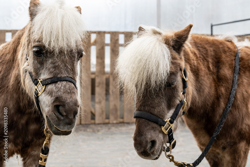 Close-up pony portraits in a petting zoo enclosure