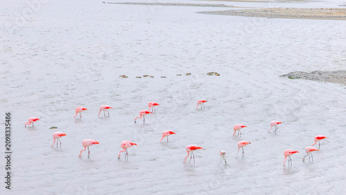 a wide shot of a chilean flamingo flock feeding at laguna de los cisnes at torres del paine national park of patagonia, chile