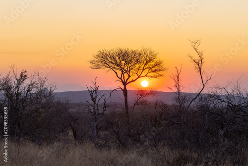 a shot of the sun setting behind a tree at balule nature reserve of kruger national park in south africa