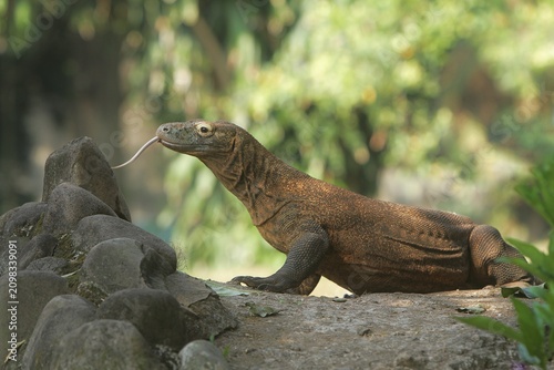 Foto A side view of a komodo dragon resting on rocks while flicking out its tongue