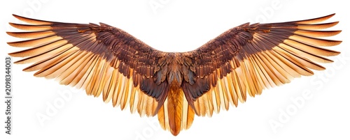 Bird Wings, Brown and Gold Feathers, Isolated on White