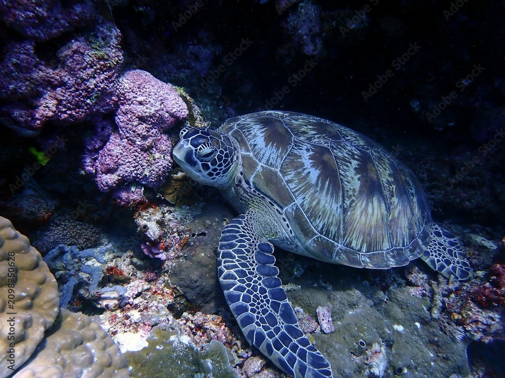 Obraz premium Green sea turtle (Chelonia mydas) resting on a coral reef underwater.