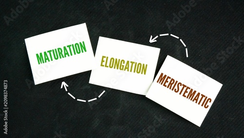 Φωτογραφία Plant growth and development happen in three distinct phases are meristematic, elongation and maturation word