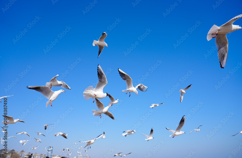 Fototapeta premium A Flock of Gulls Soaring in the Sunlight