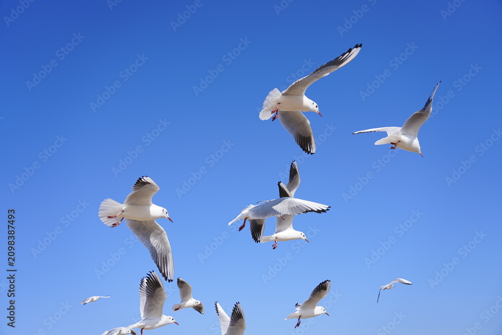 Fototapeta premium A Flock of Gulls Soaring in the Sunlight