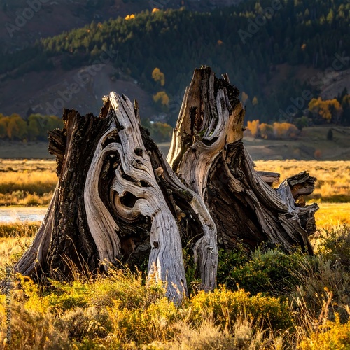 Ancient tree stump textures with natural outdoor landscape background