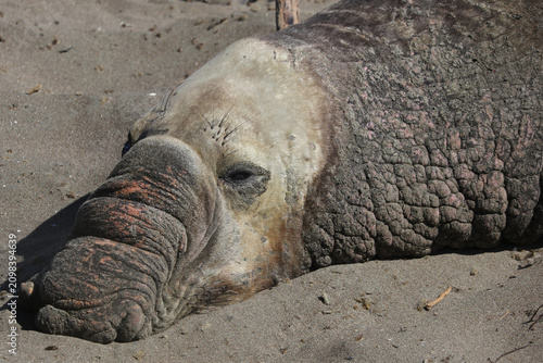 Foto elephant seal