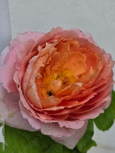 Pink roses in the garden of pink roses. Blooming Roses on the Bush. Growing roses in the garden.	
