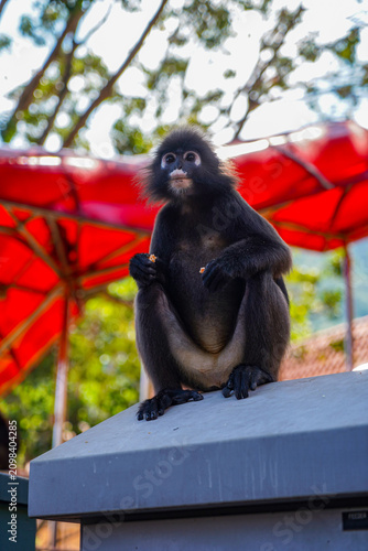 Photography Young dusky leaf monkey resting on a rooftop with another monkey blurred in the