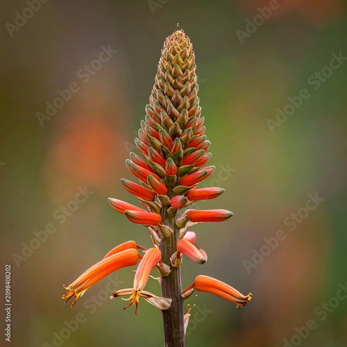 Blooming aloe vera flower spike with orange and green tones