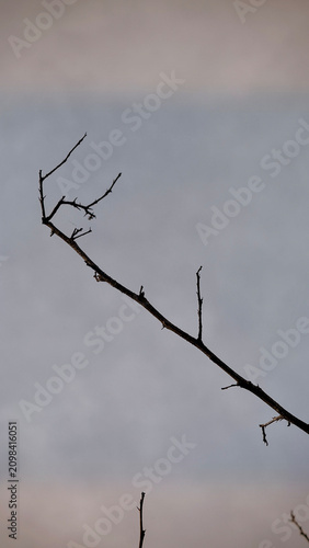 Dried wood stems reaching up in the air.black rustic branch,