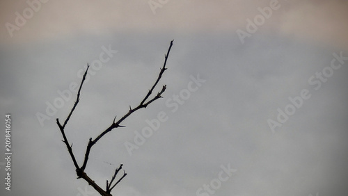 Dried wood stems reaching up in the air.black rustic branch,
